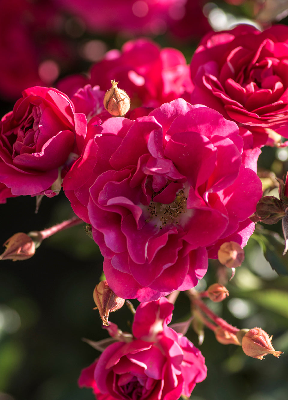 Rose - Meidiland Fire