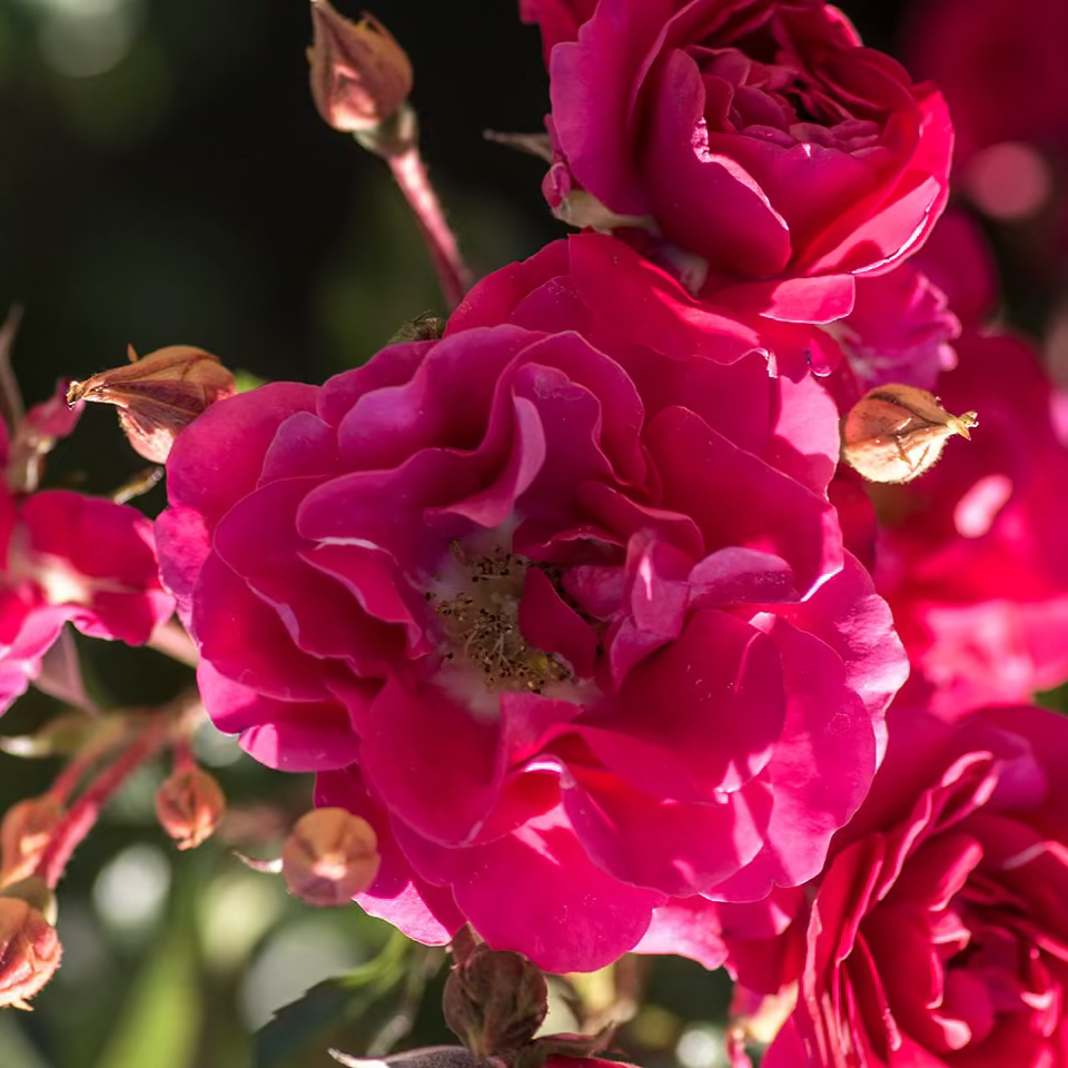 Rose - Meidiland Fire