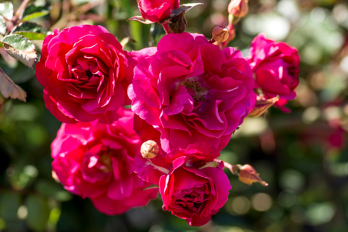 Rose - Meidiland Fire
