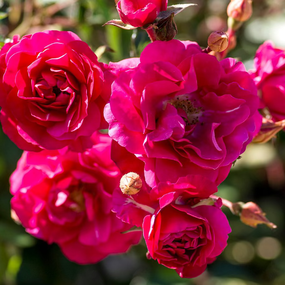 Rose - Meidiland Fire