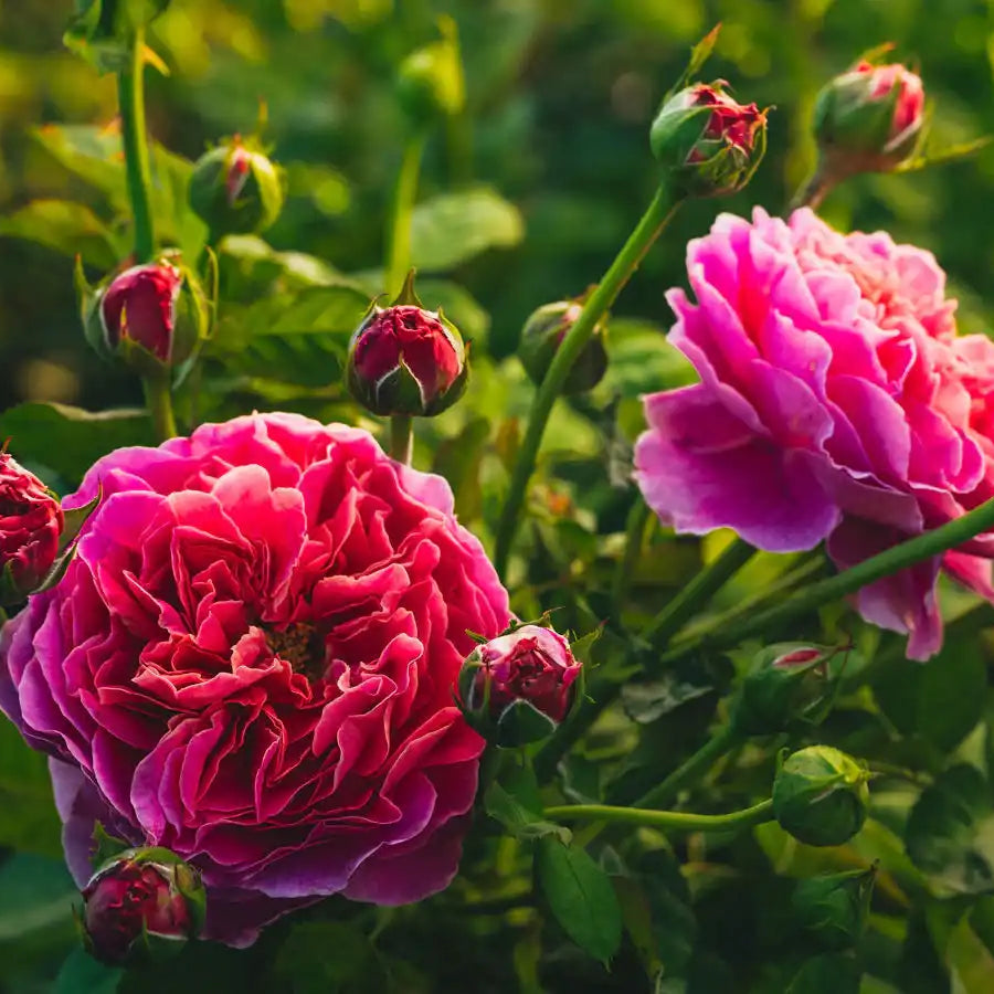 Rose - Fontenay