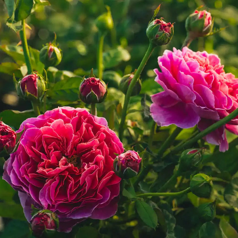 Rose - Fontenay