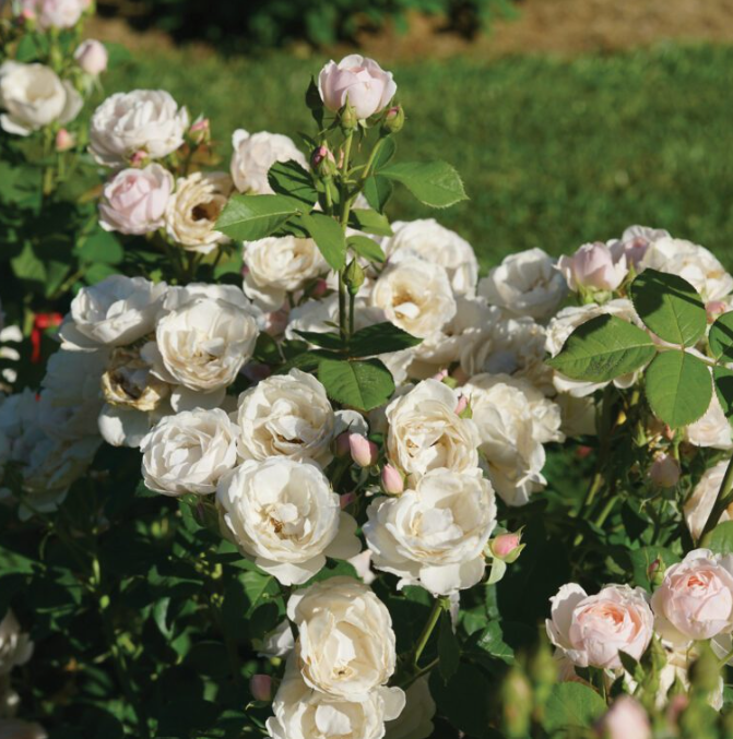 Rose - Flavorette - Pear'd