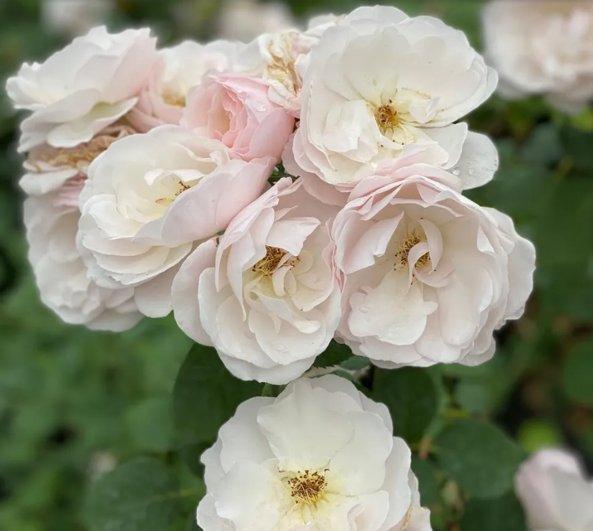 Rose - Flavorette - Pear'd