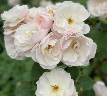 Rose - Flavorette - Pear'd