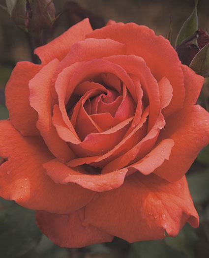 Rose - Fragrant Cloud