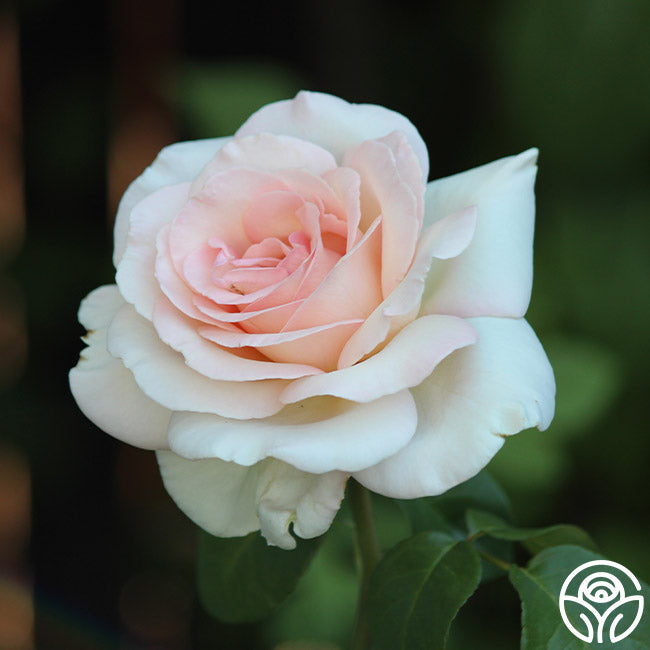 Rose - Francis Meilland