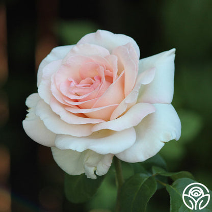 Rose - Francis Meilland