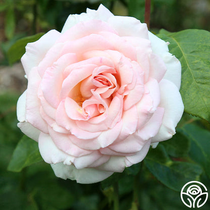 Rose - Francis Meilland