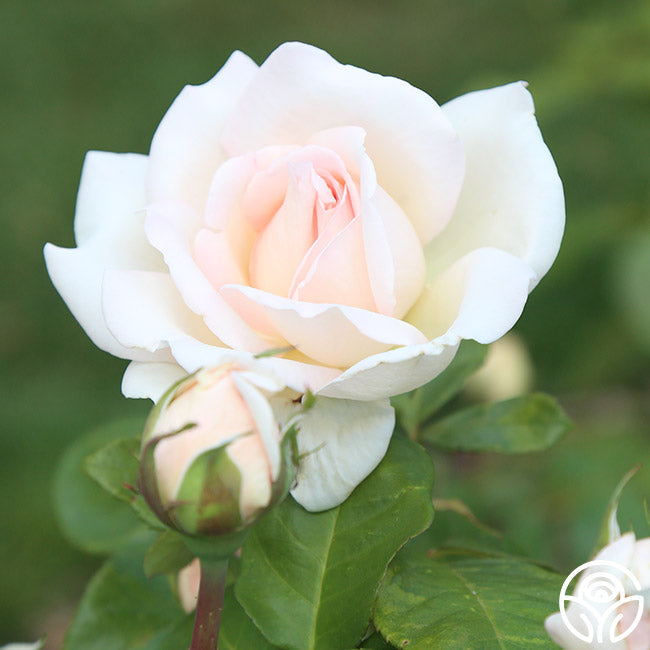 Rose - Francis Meilland