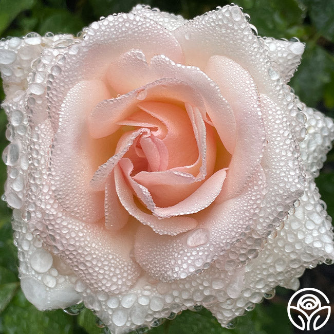 Rose - Francis Meilland