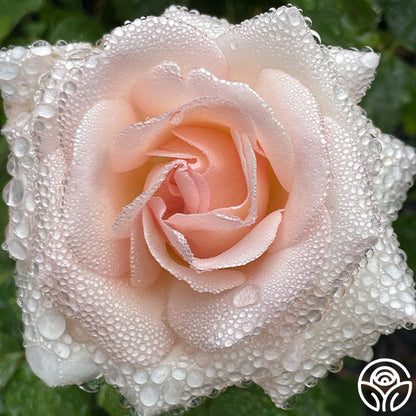 Rose - Francis Meilland