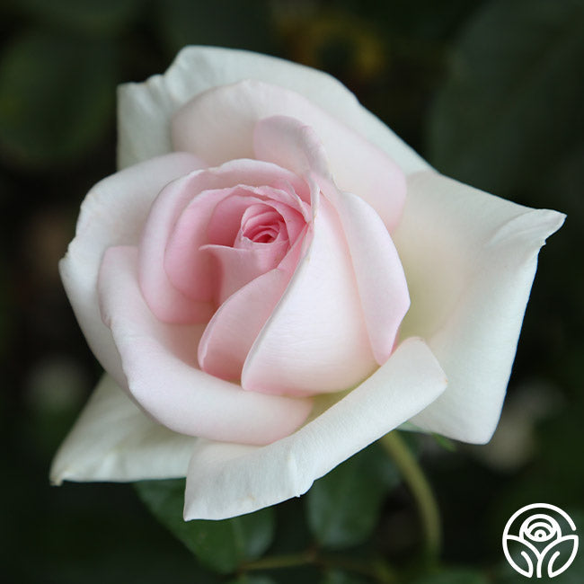 Rose - Francis Meilland