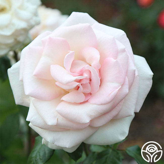 Rose - Francis Meilland