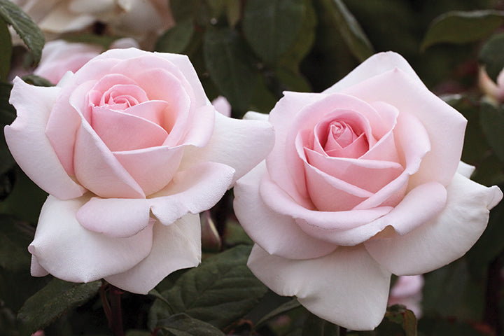 Rose - Francis Meilland
