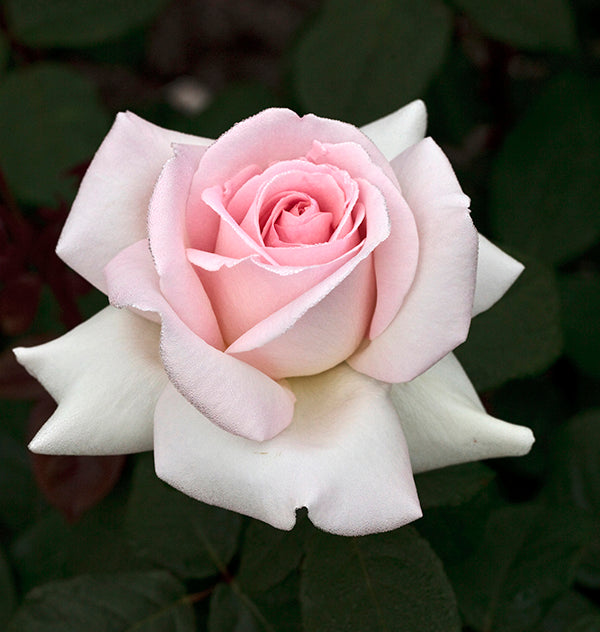 Rose - Francis Meilland