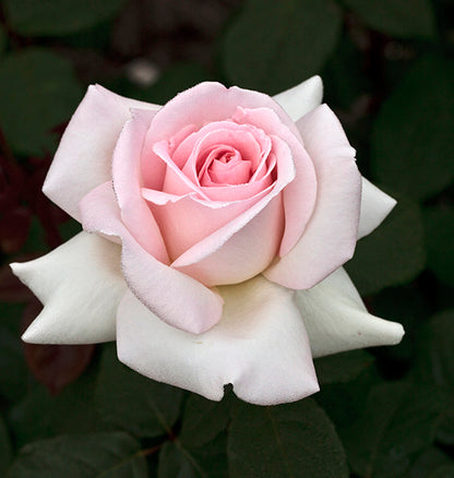 Rose - Francis Meilland