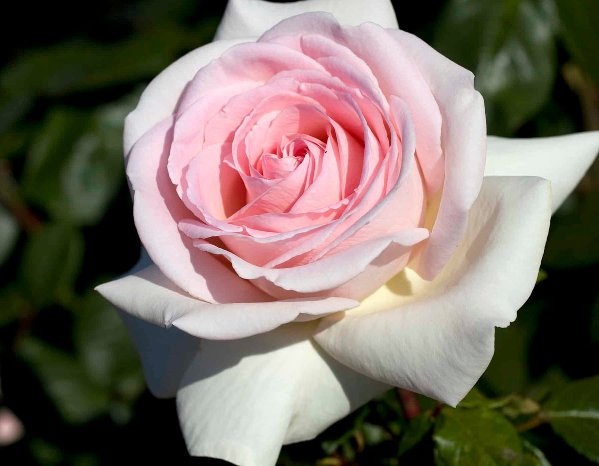 Rose - Francis Meilland
