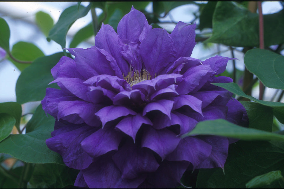 Clematis - Franziska Maria