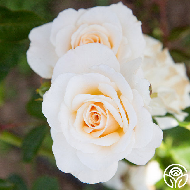 Rose - French Lace