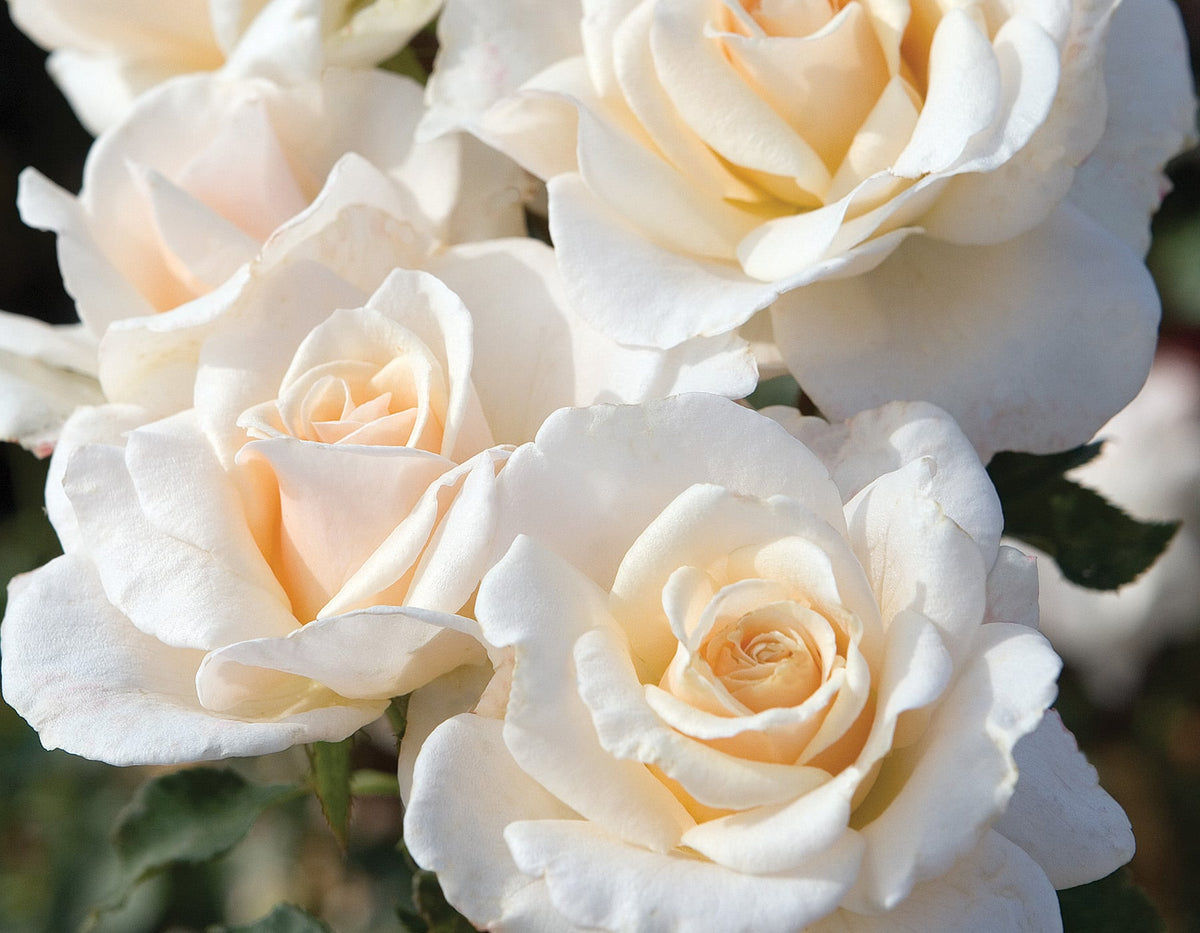 Rose - French Lace