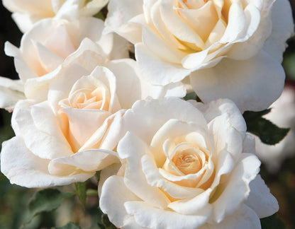 Rose - French Lace