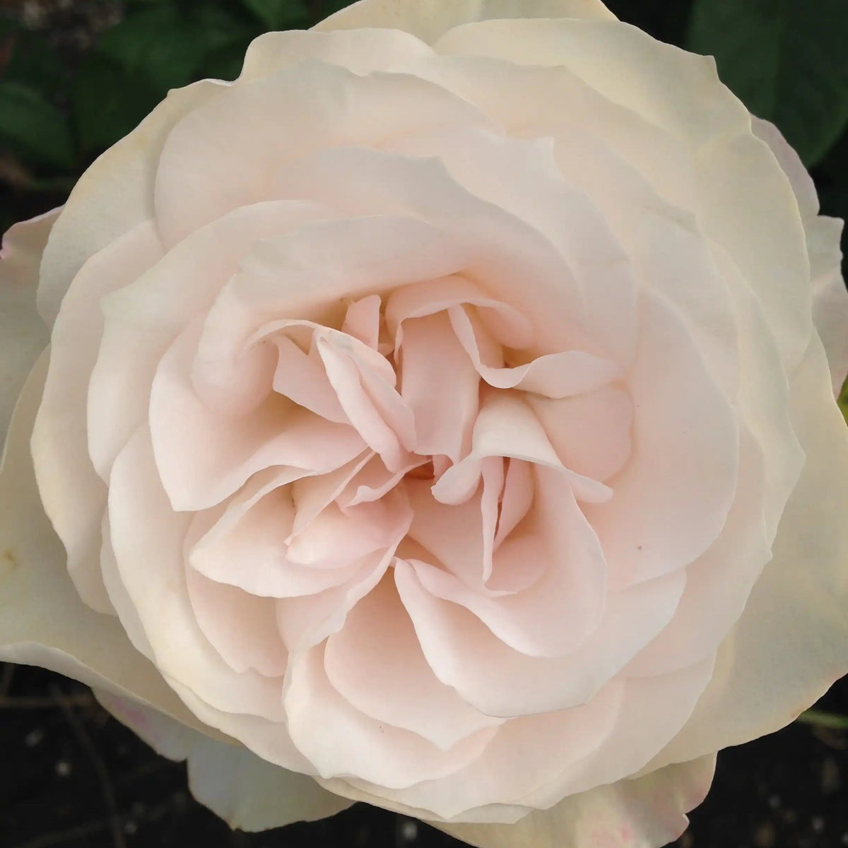 Rose - Royal Diva