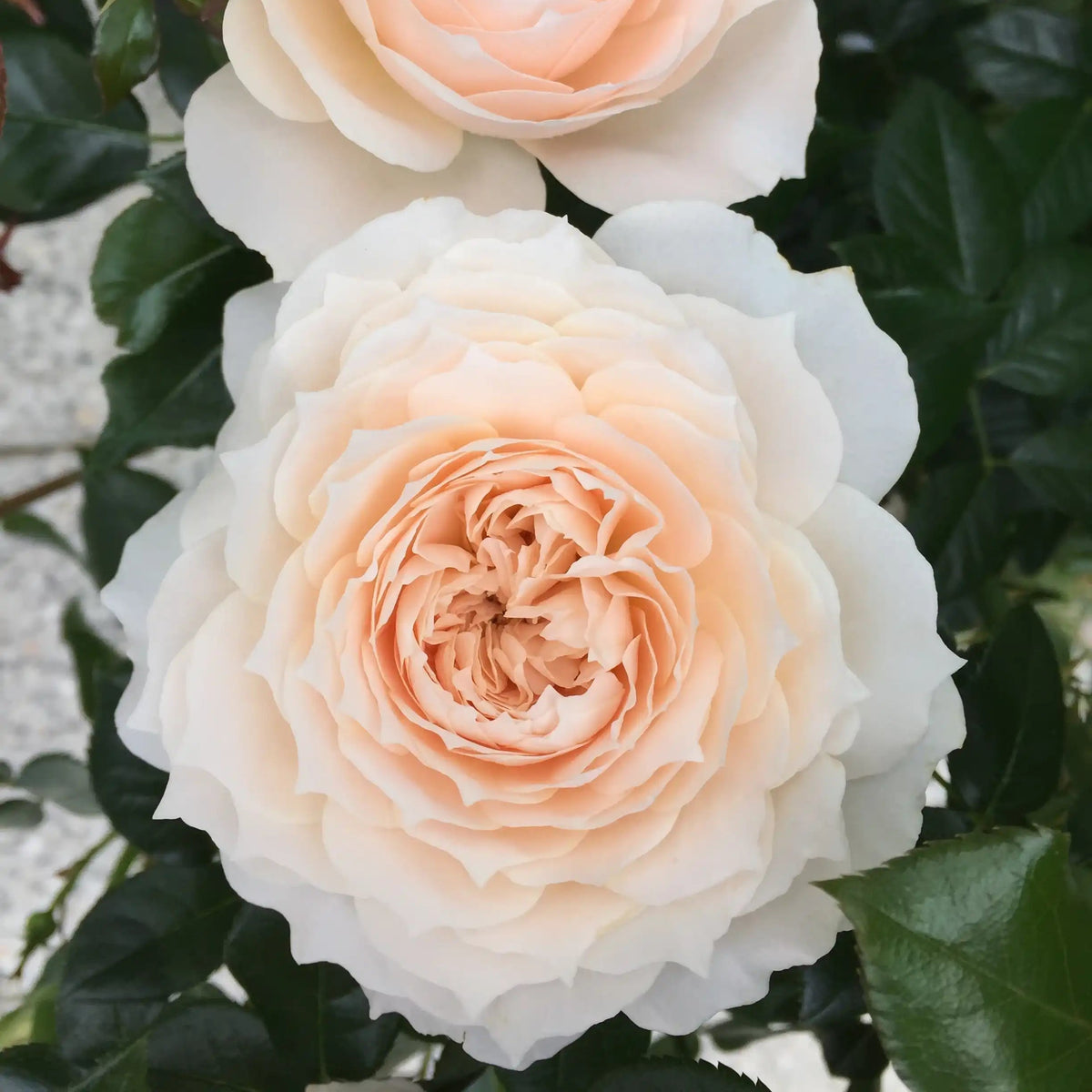Rose - Royal Diva
