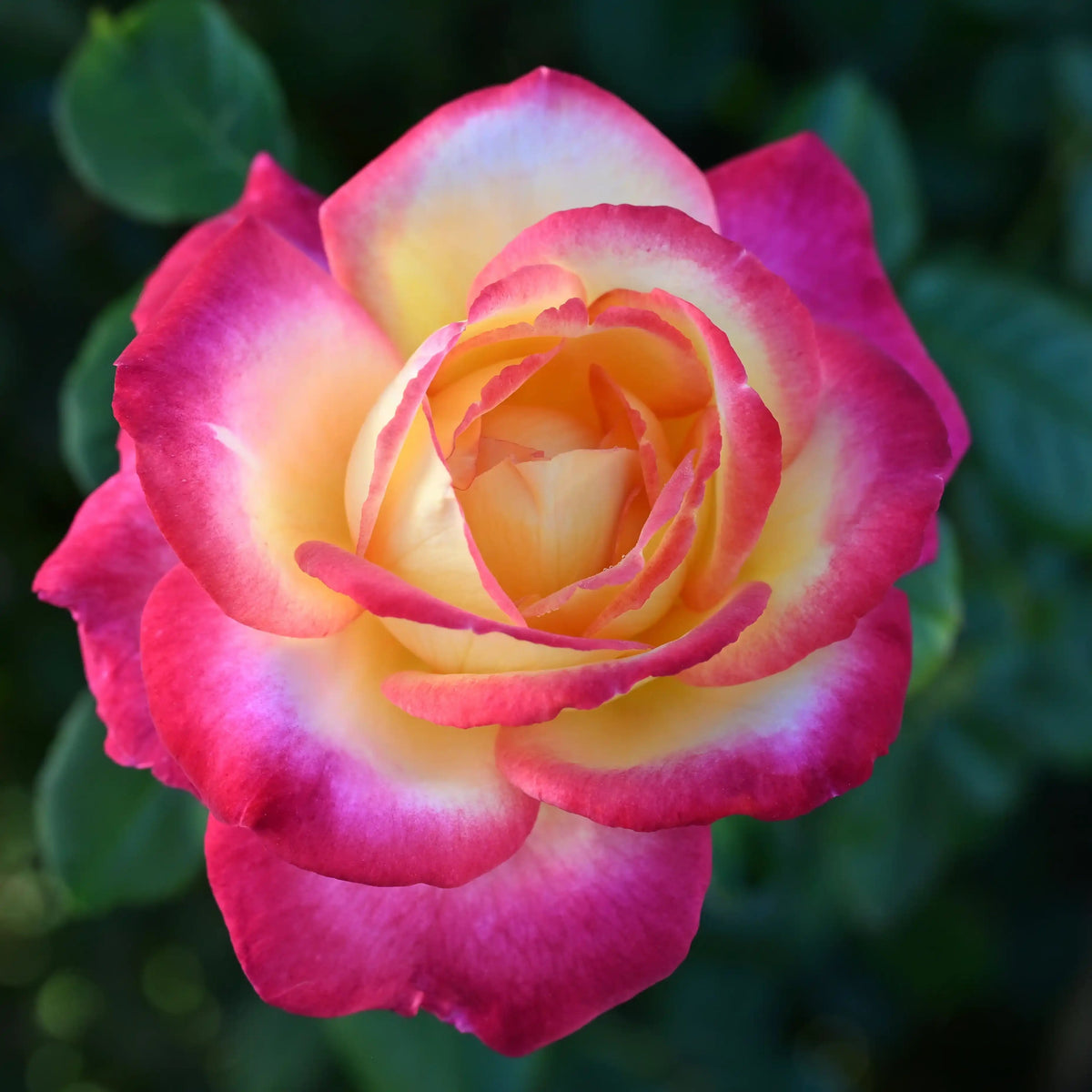 Rose - Popstar