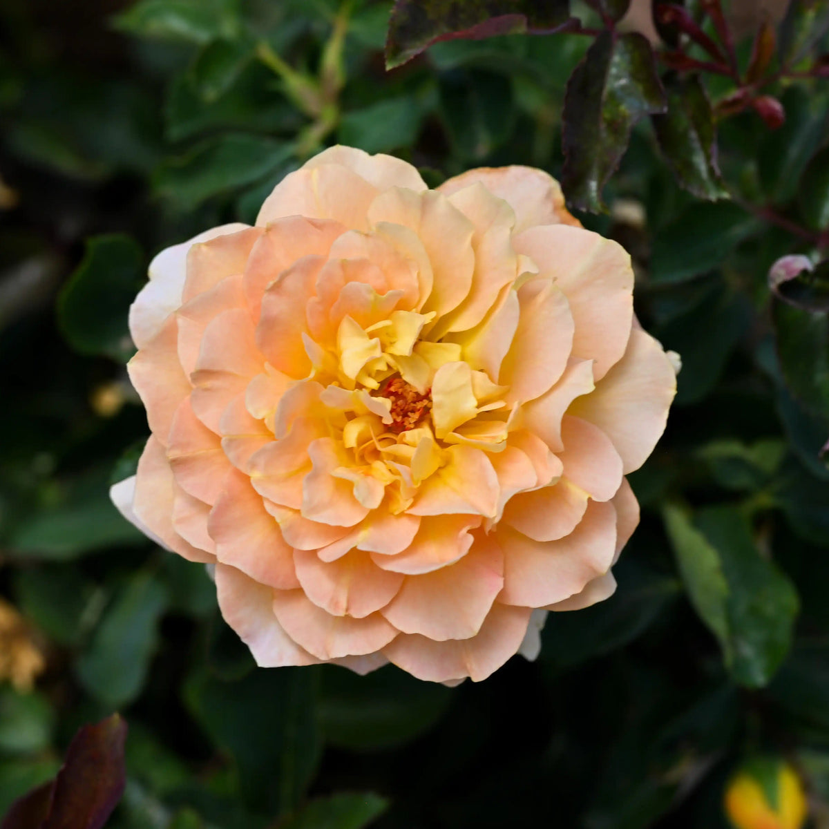 Rose - Ember Room