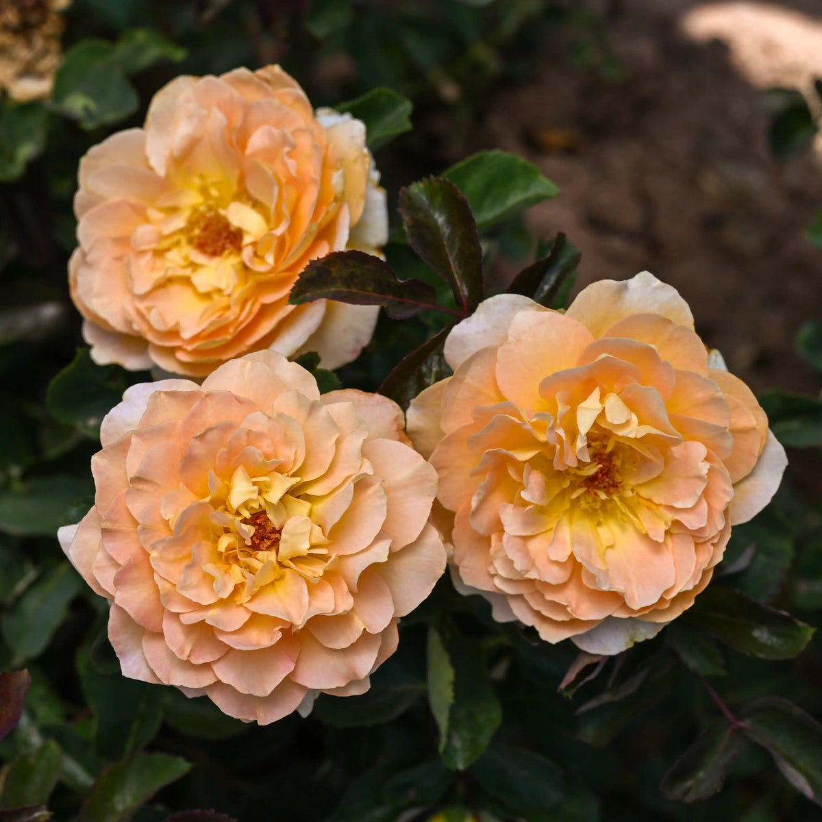 Rose - Ember Room