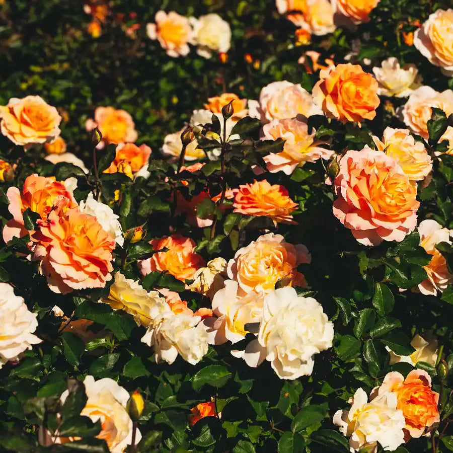 Rose - Ember Room
