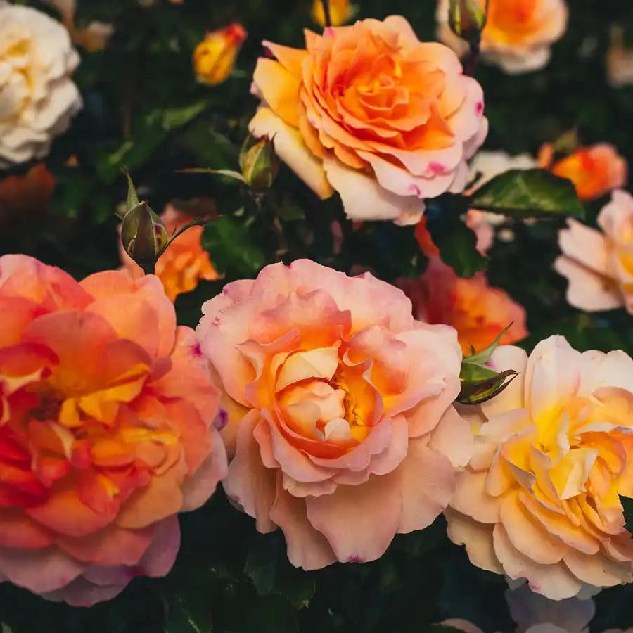 Rose - Ember Room
