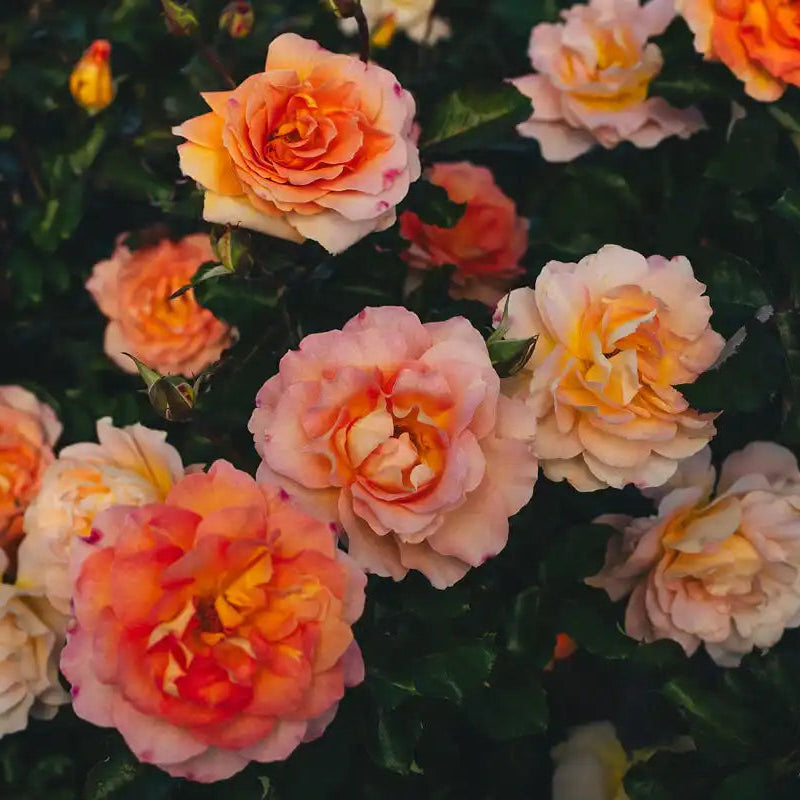 Rose - Ember Room