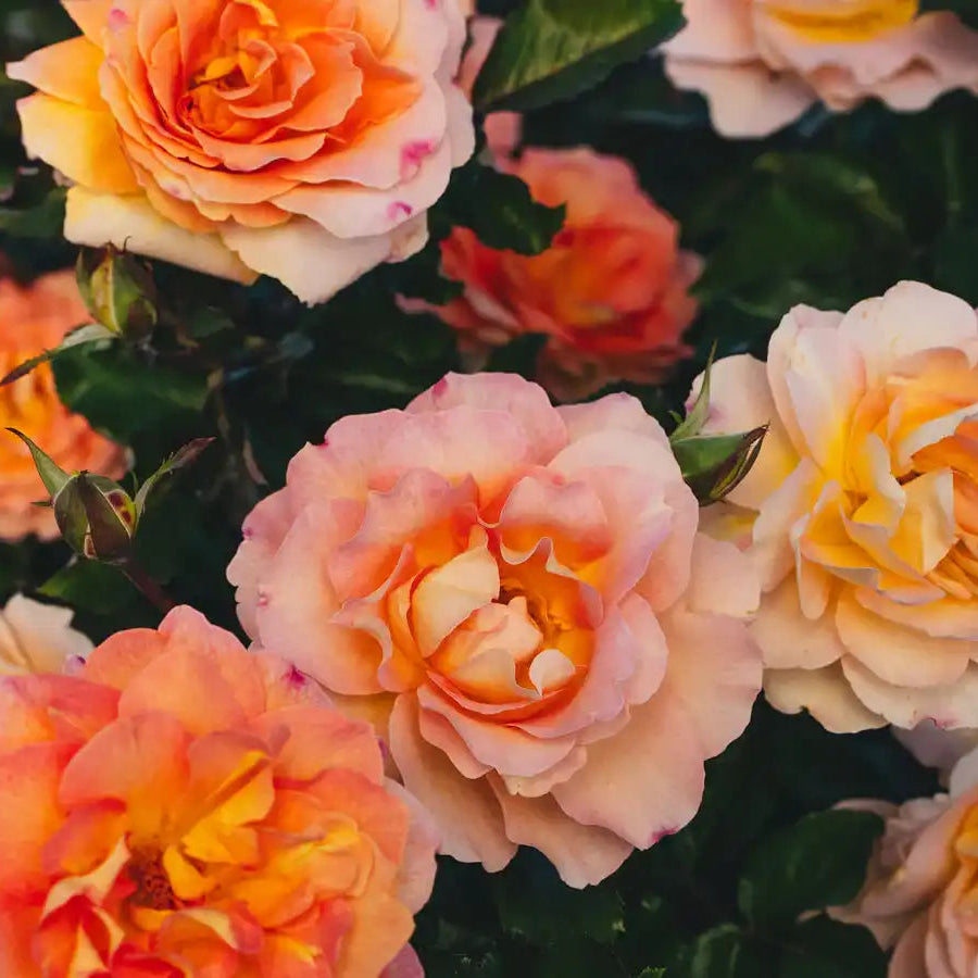 Rose - Ember Room