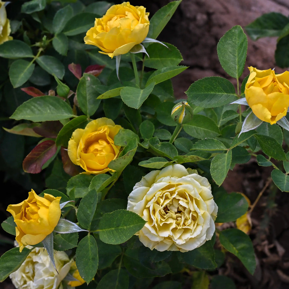 Rose - Halo