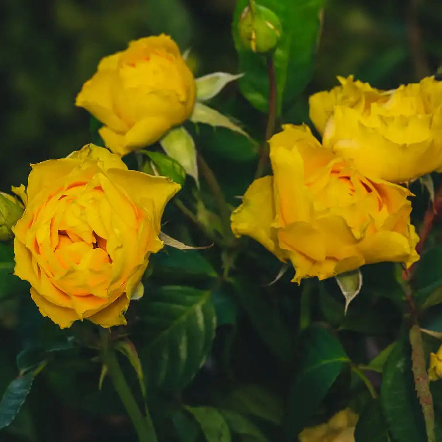 Rose - Halo