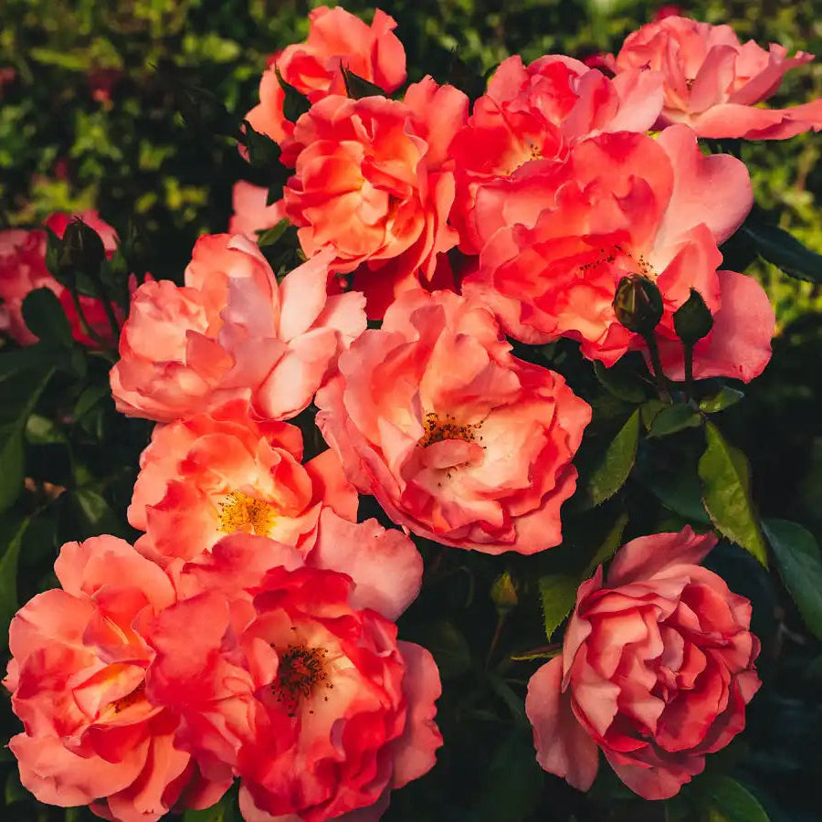 Rose - Pacific Wonderland