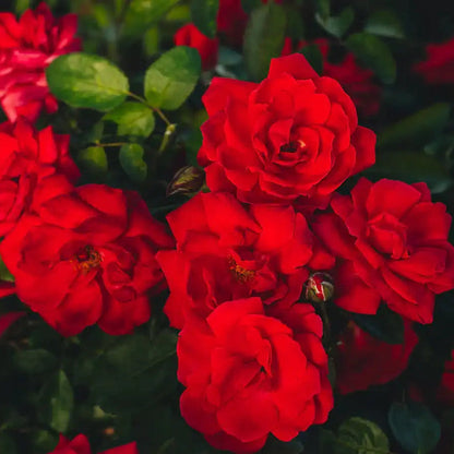 Rose - Sonoran Desert
