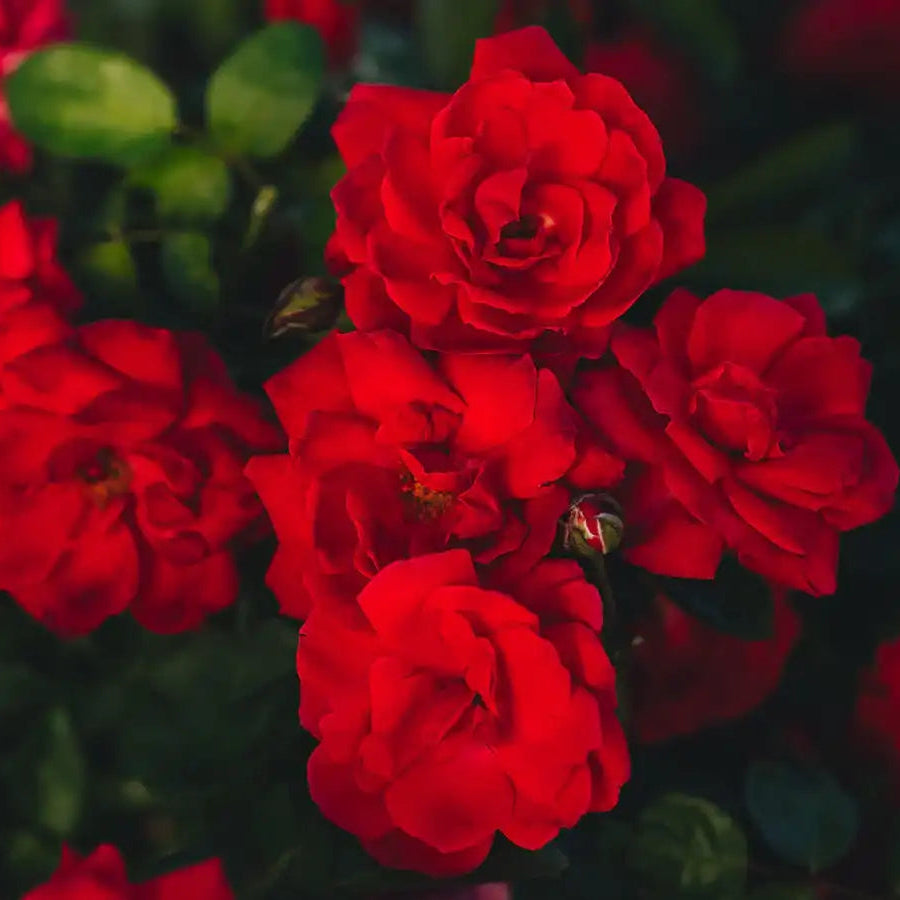 Rose - Sonoran Desert
