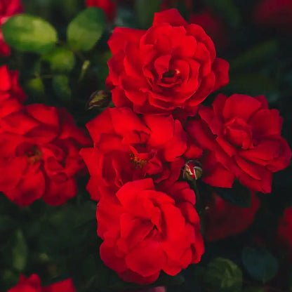 Rose - Sonoran Desert