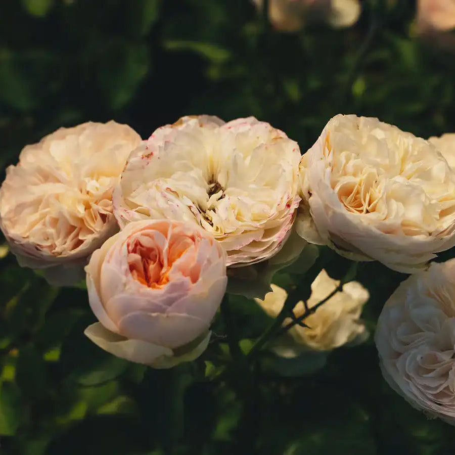 Rose - Grandma's Finest Romy
