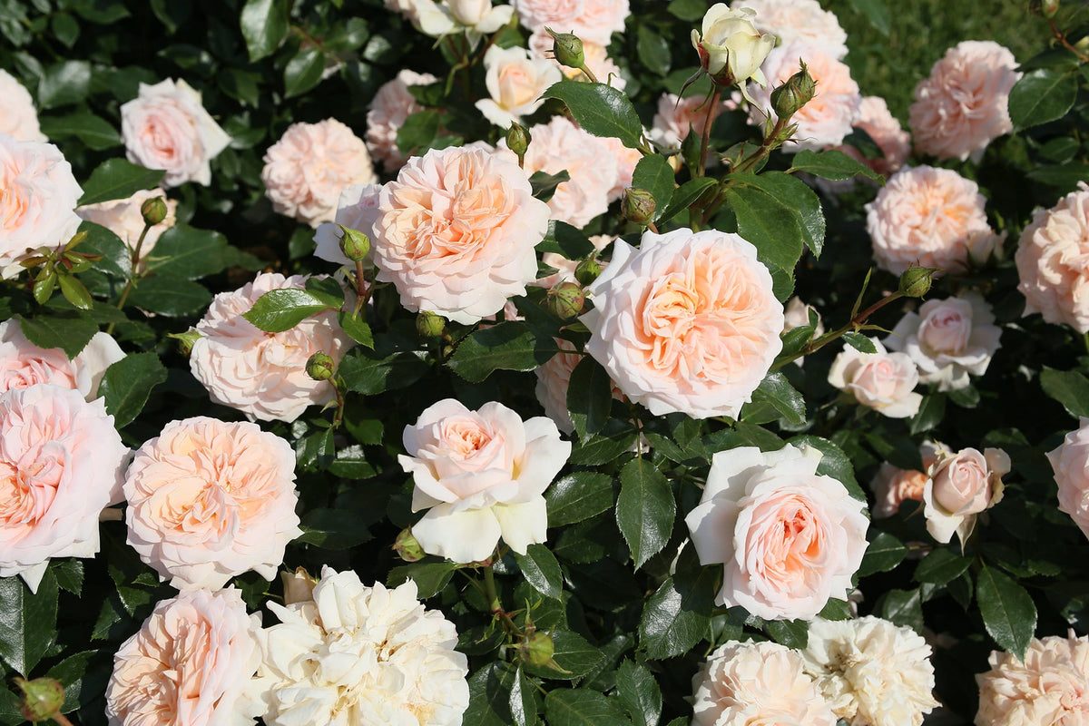 Rose - Veranda Cream