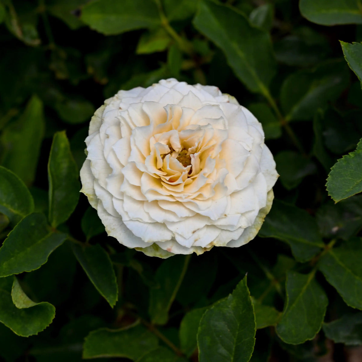 Rose - Garden Julietta Cream