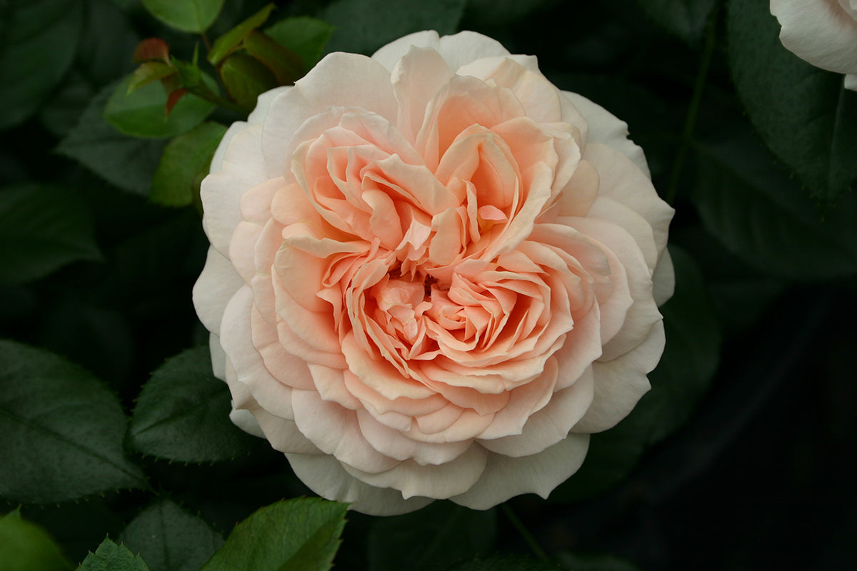 Rose - Veranda Cream
