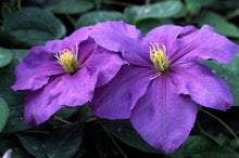 Load image into Gallery viewer, Clematis &#39;General Sikorski&#39; - 9 inch flowers!!

