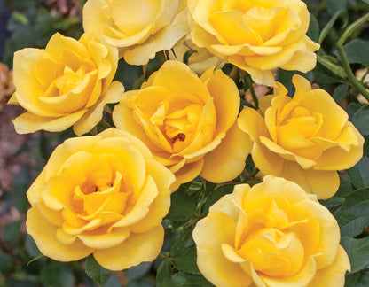 Rose - Gilded Sun