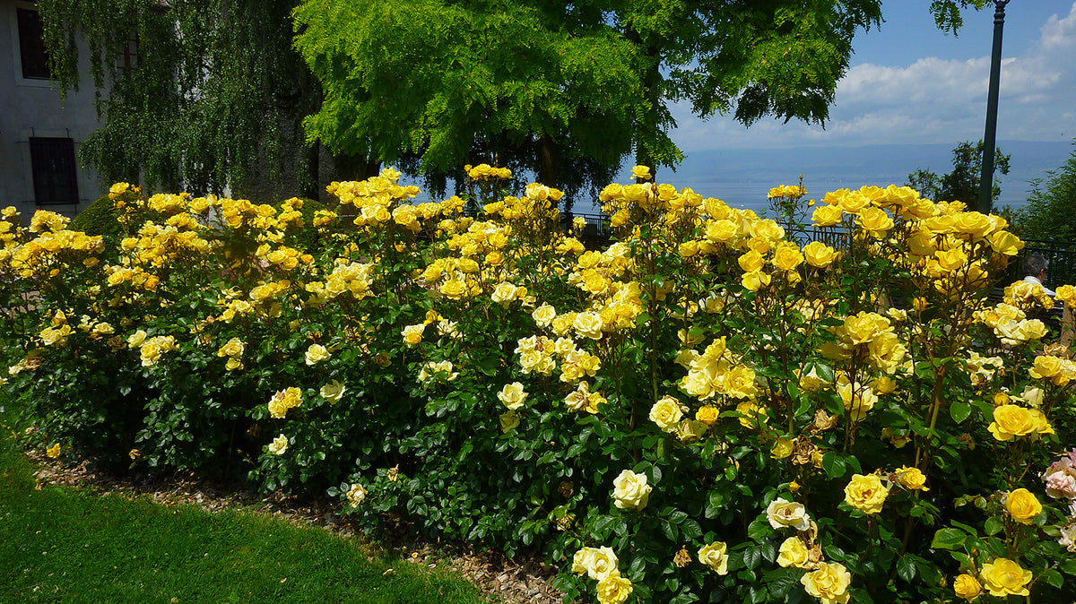 Rose - Gilded Sun