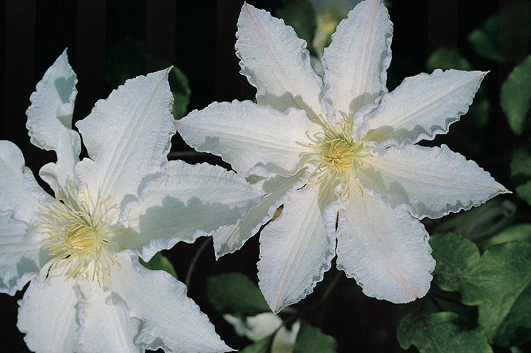 Clematis - Gillian Blades