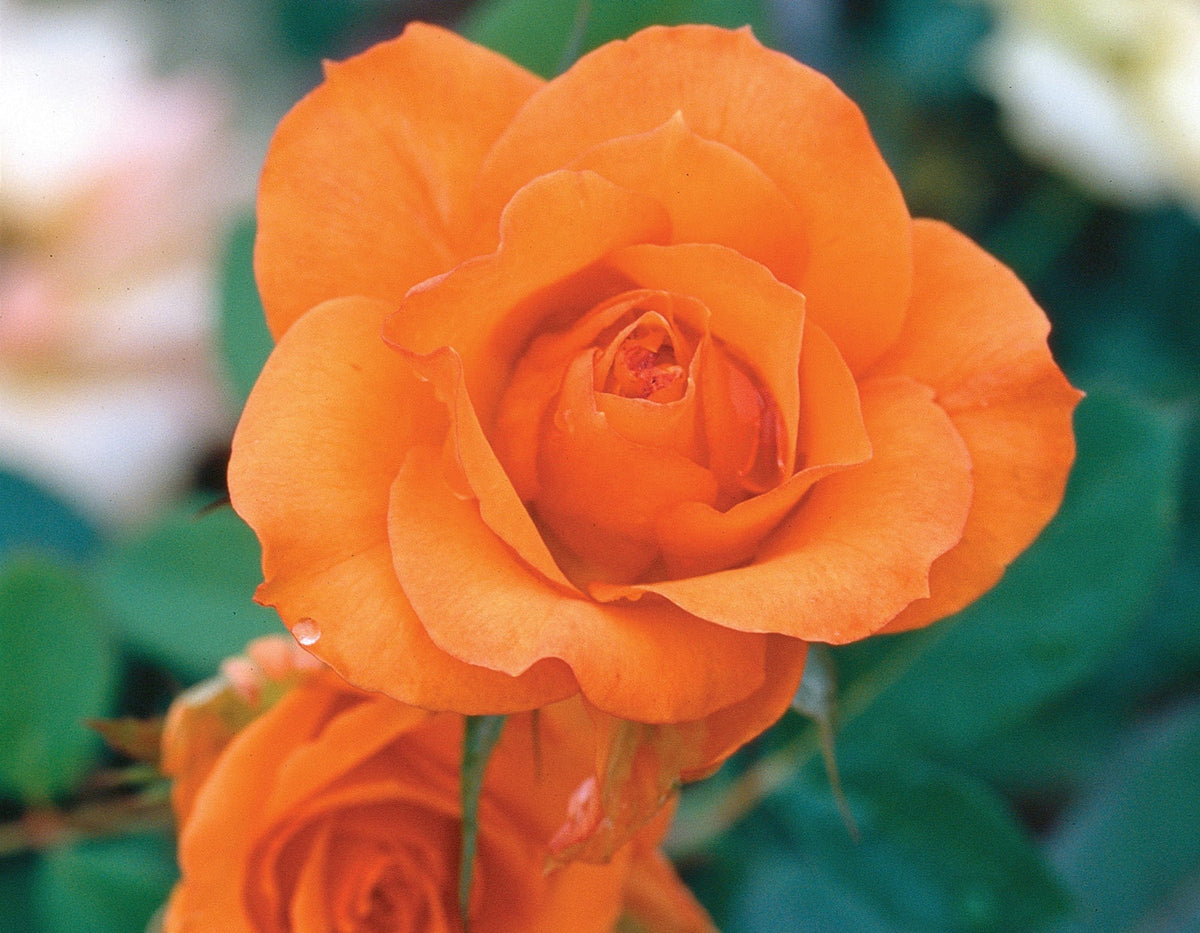 Rose - Gingersnap
